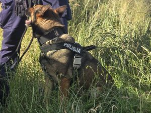 Na zdjęciu pies słuzbowy