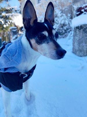 Podczas zimy nie zapominajmy o zwierzętach!